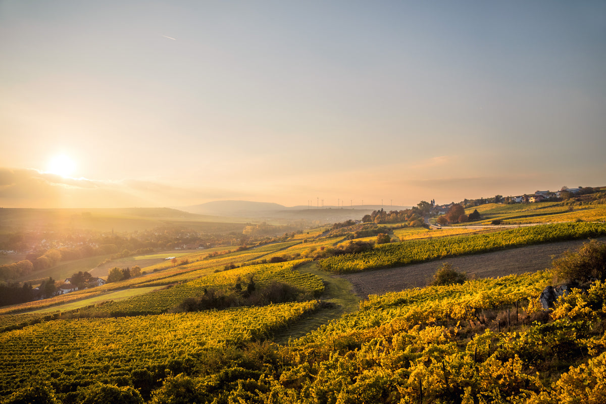 Weinberge, Rheinhessen