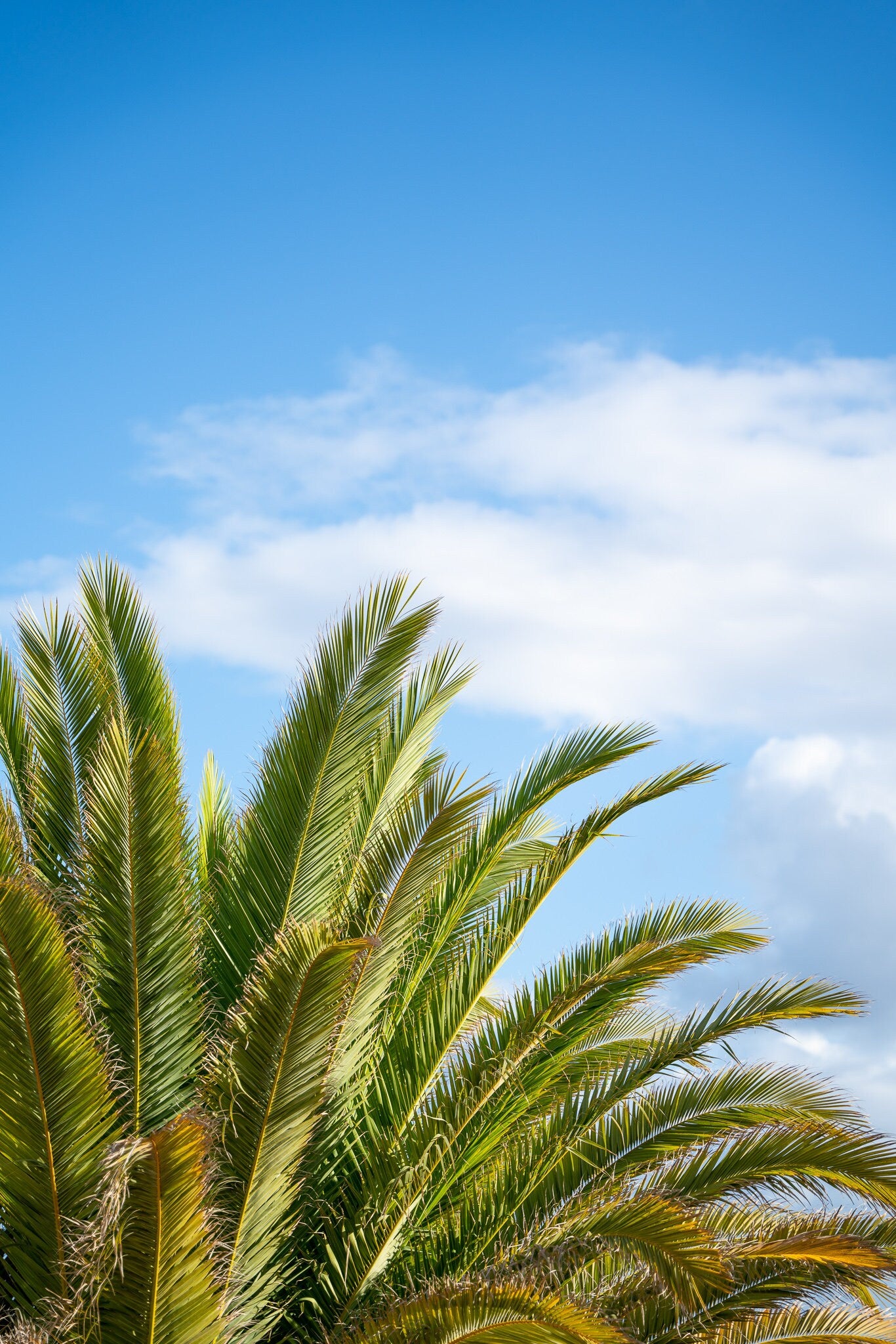 Fotografie Print – Wunderschöne Palme auf Fuerteventura – Kanarische Inseln, Spanien