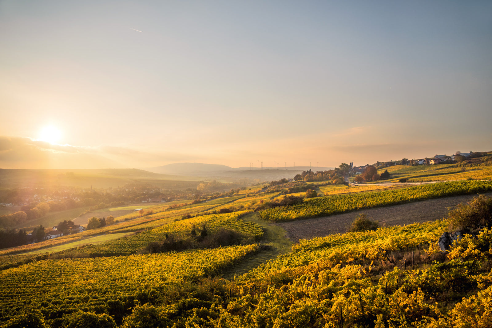 Weinberge, Rheinhessen