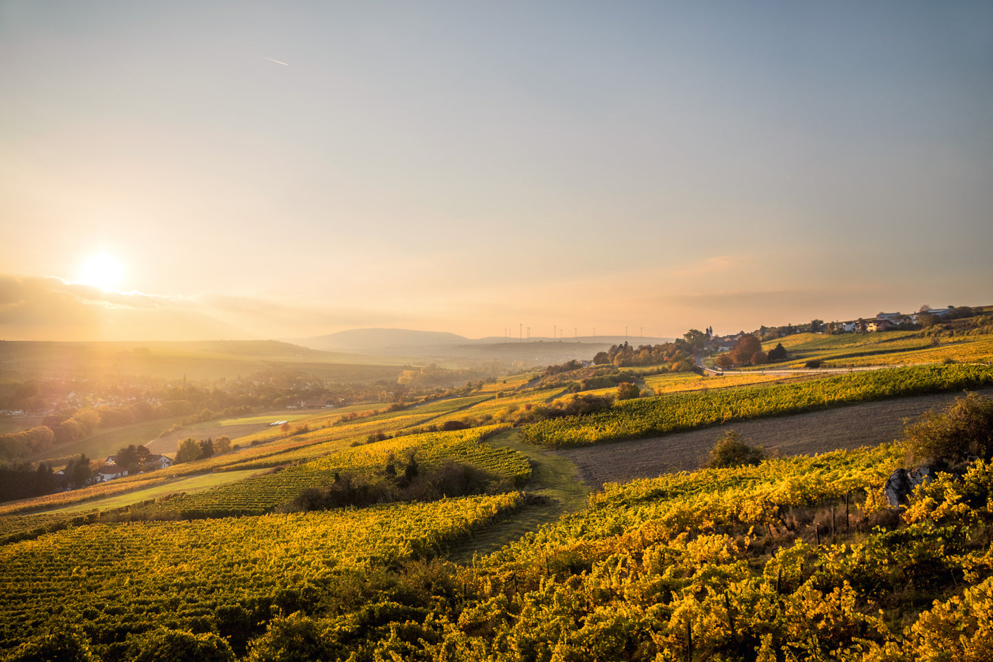 Fotografie-Print – Sonnenuntergang in den Weinbergen bei Mölsheim, Pfalz