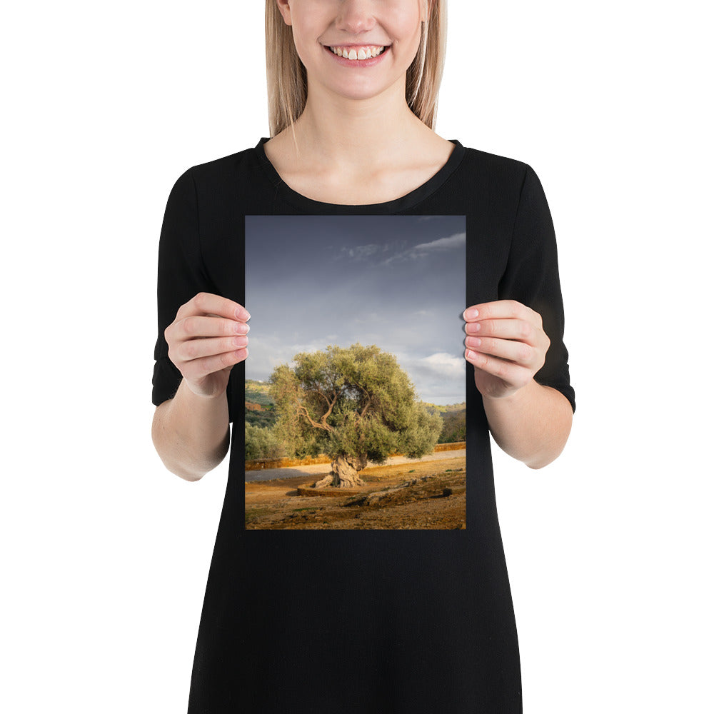 Fotografie-Print – Jahrhundertealter Olivenbaum im Tal der Tempel, Agr –  Karsten Würth Reise-Fotografie (@karsten.wuerth)