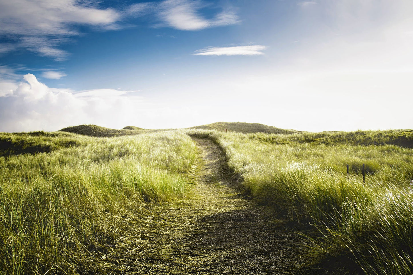 Photographic Print - Wonderful path in summer meadow on the Dutch island of Texel